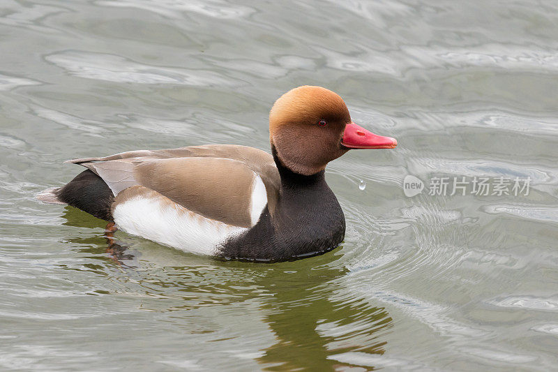 雄性红头潜鸭(Netta rufina)